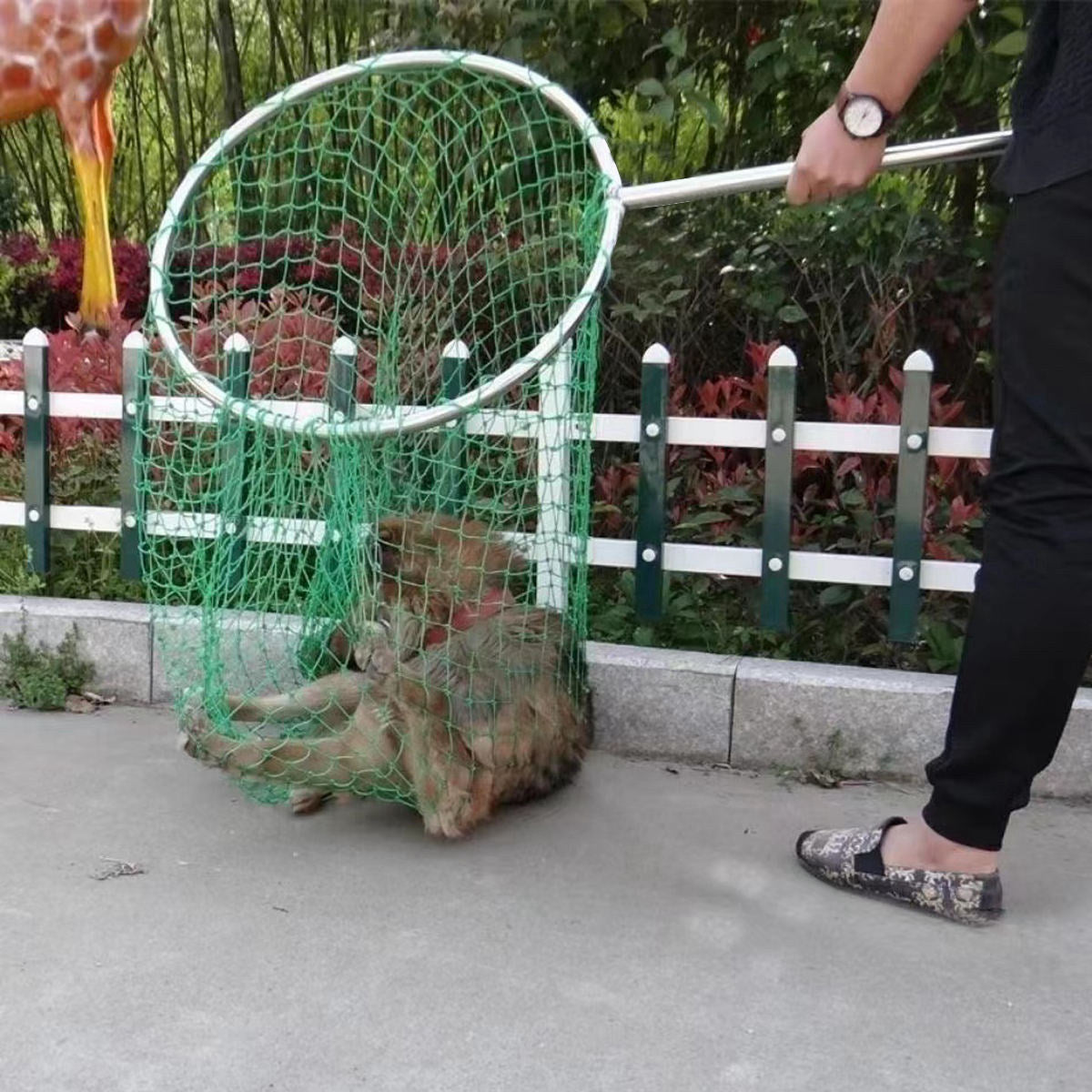 Stainless Steel Animal Control Catch Net Pole Tool for Dog Shoat Goat Cat Boar Hog Pig Racoon Possum Skunk Goose Chickens Pigeon - Heavy Duty