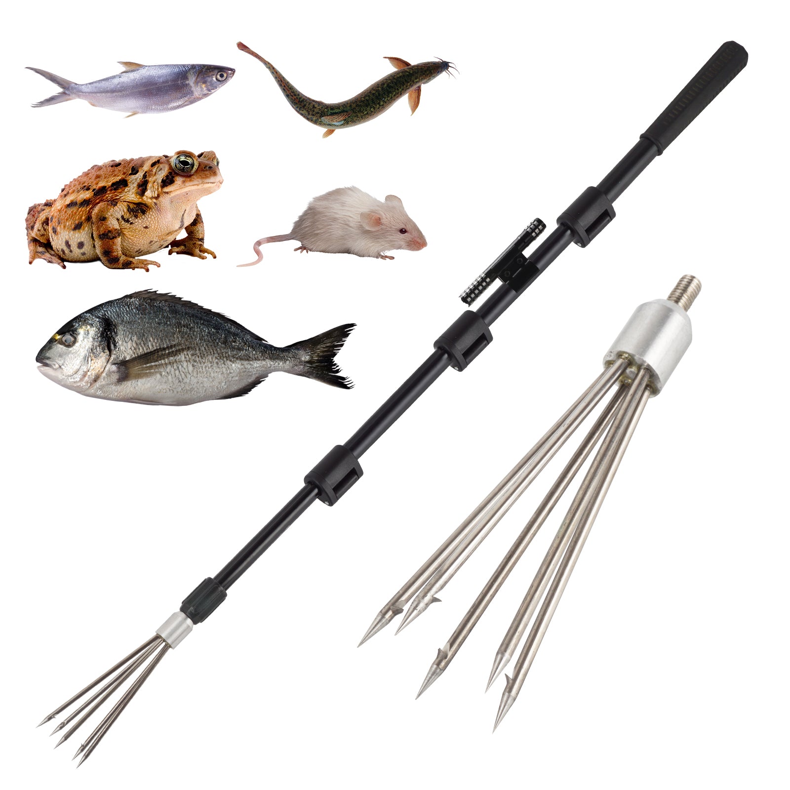 catching bullfrogs with fishing pole Harpoon Spear Gig Gaff Fork Hook for Frog Cane Toad – Smarkey Scent:Shad Adventure Fishing Gear TACO Deluxe Trident Rod